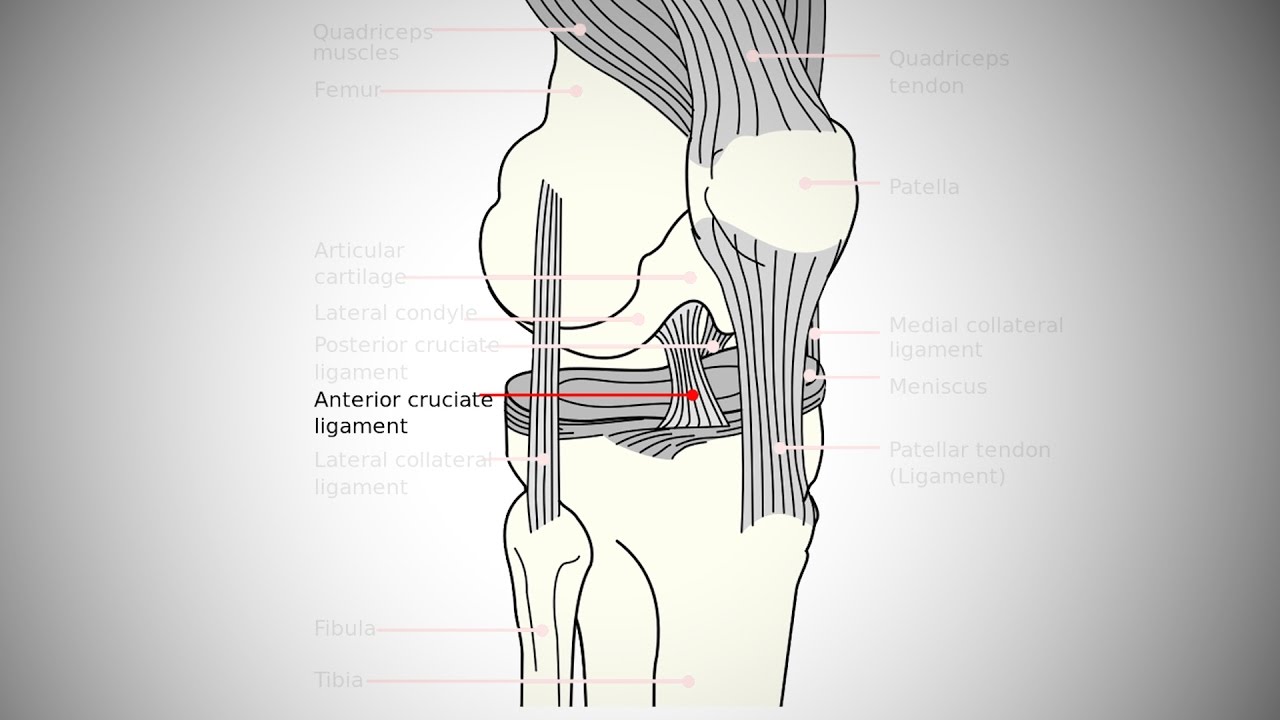 Learning about ACL injuries with Dr. Fuller